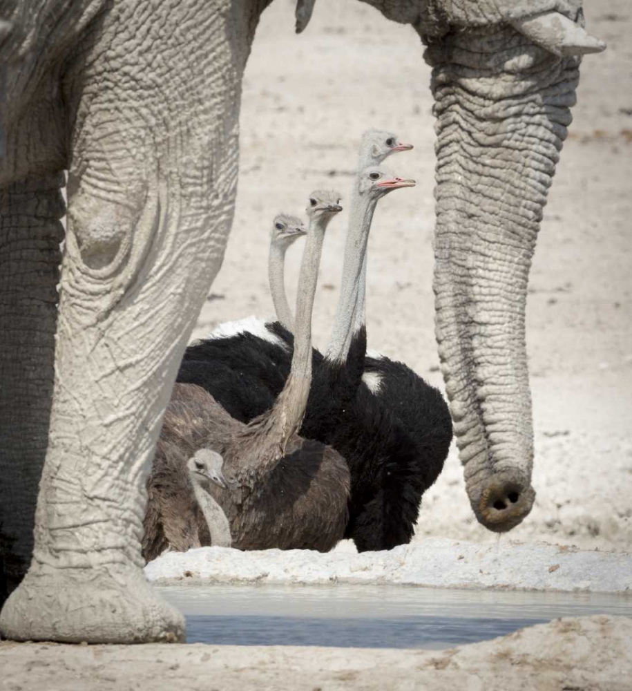 Namibia, Etosha NP Ostriches and elephant